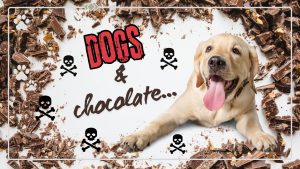Dogs & Chocolate