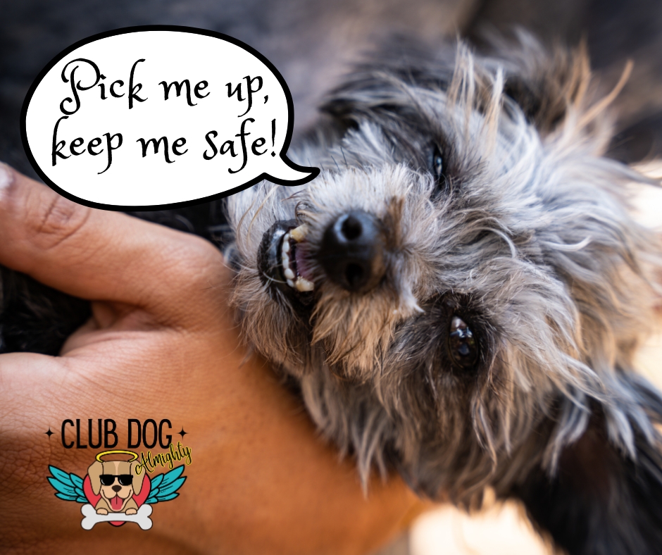 Pick me up, I'm a tiny dog!