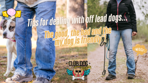 Off lead Dogs