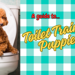 Toilet Training Puppies