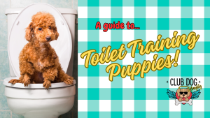 Blog Feature - Toilet Training