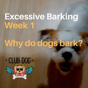 Why Do Dogs Bark?