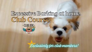 Excessive Barking at Home - Club Course