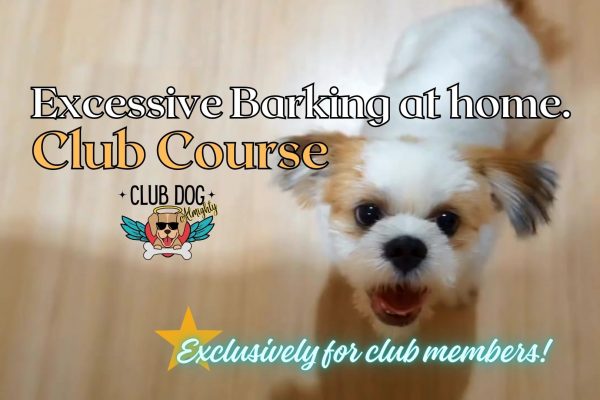 Excessive Barking at Home - Club Course