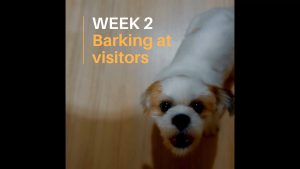 Excessive Barking: Barking at Visitors