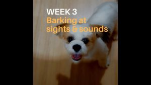 Excessive Barking: Barking at Sights and Sounds