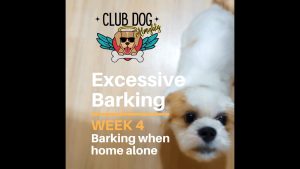 Excessive Barking: Barking When Home Alone