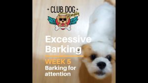 Excessive Barking: Barking For Attention