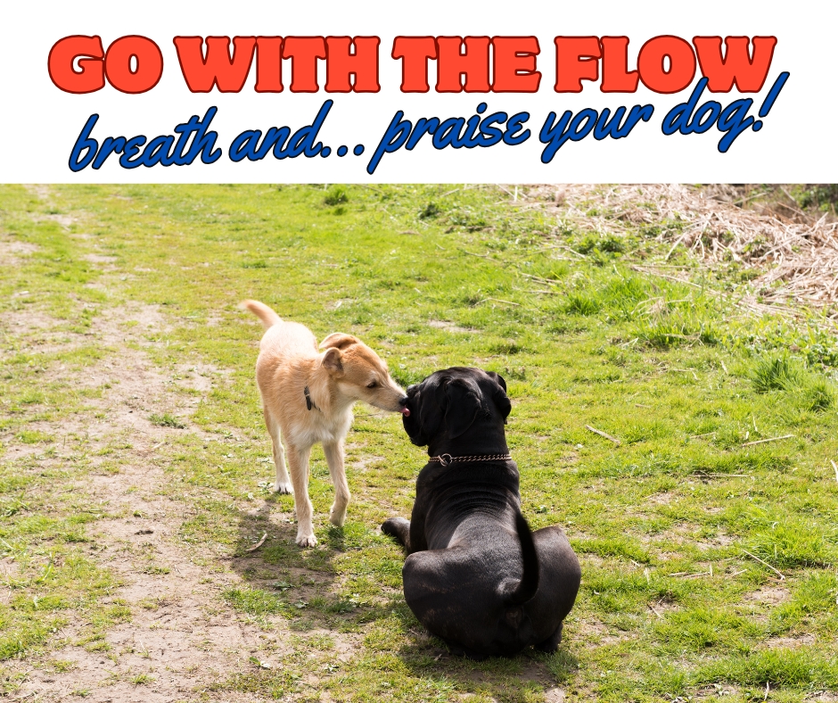 Go with the flow in dog interactions