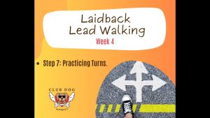 Laidback Lead Walking week 4