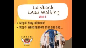 Laidback Lead Walking week 5