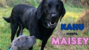 Puppy Socialisation - Kahu meets Maisey