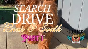 Bear and South learn to search