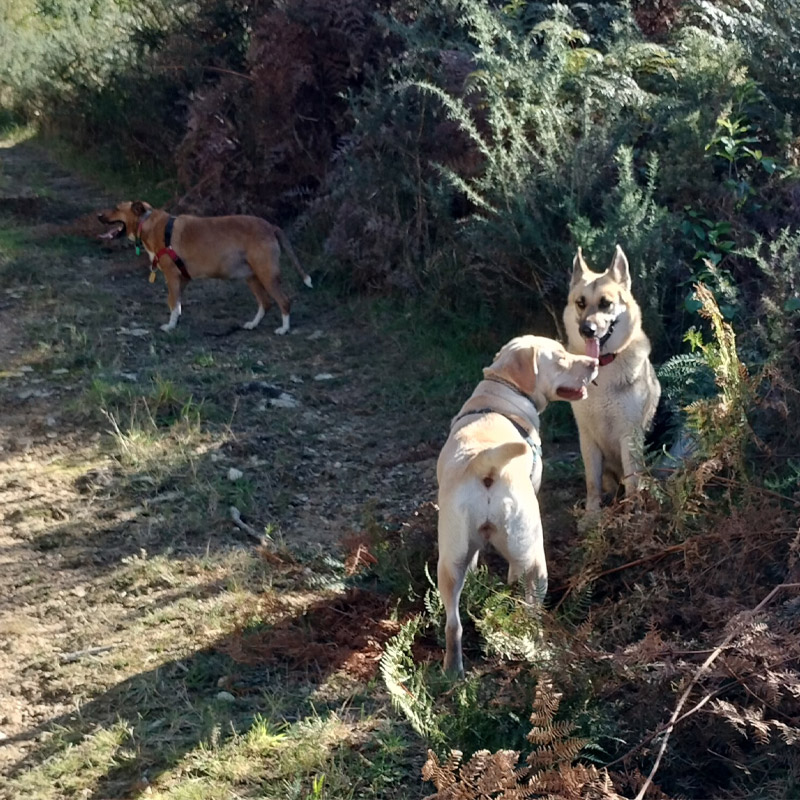 Dog Almighty Club Dog's