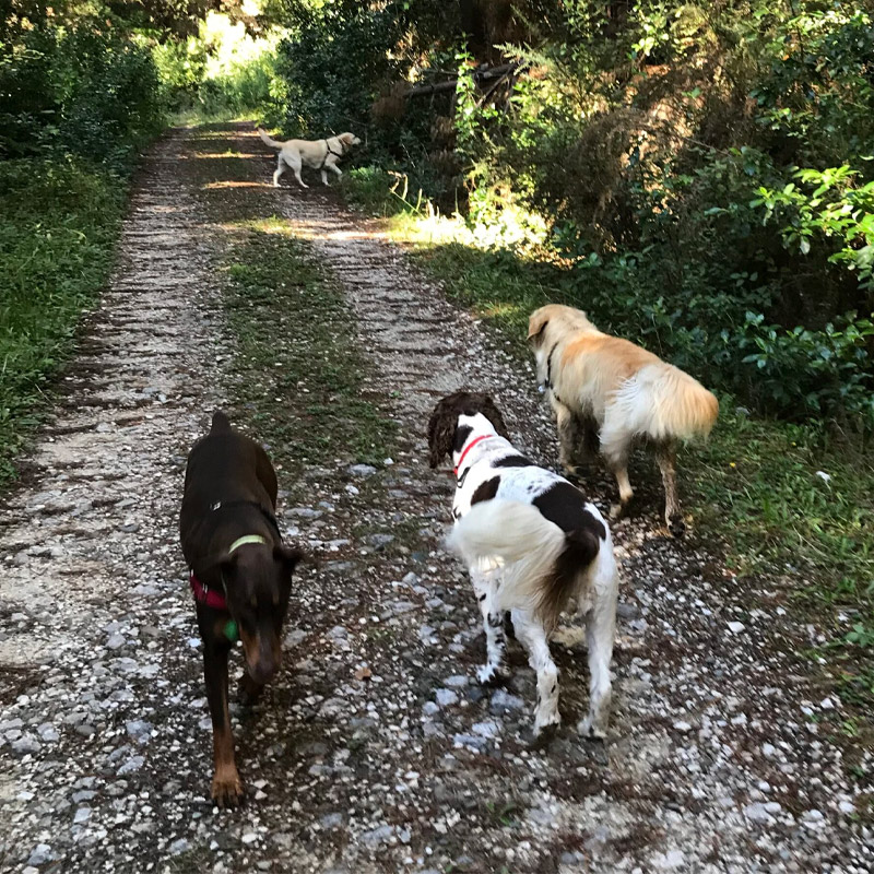 Dog Almighty Club Dog's