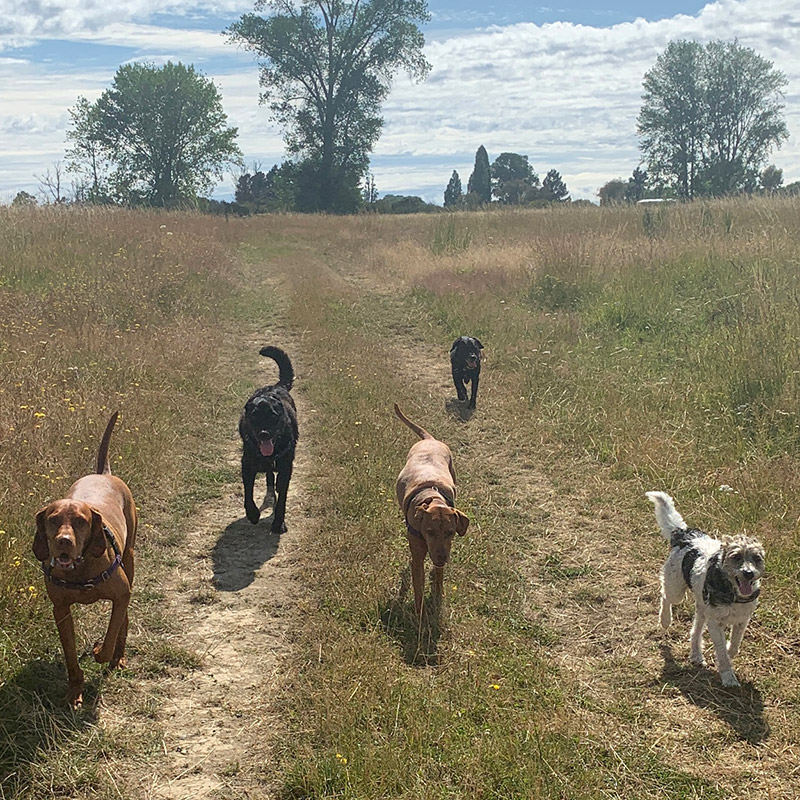 Dog Almighty Club Dog's