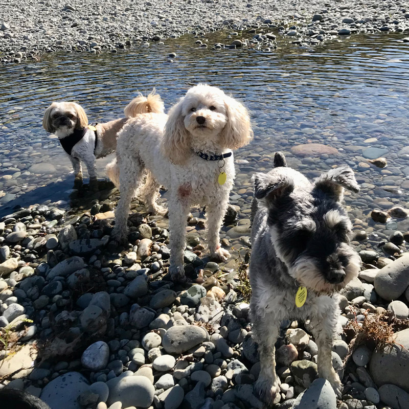 Dog Almighty Club Dog's
