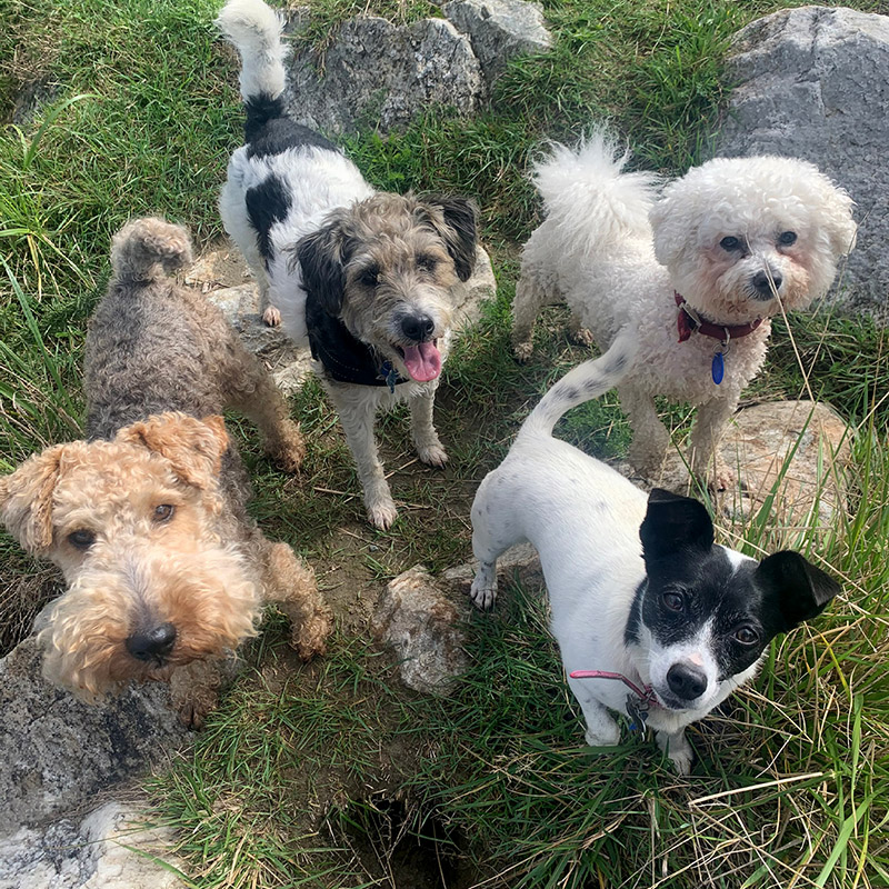 Dog Almighty Club Dog's