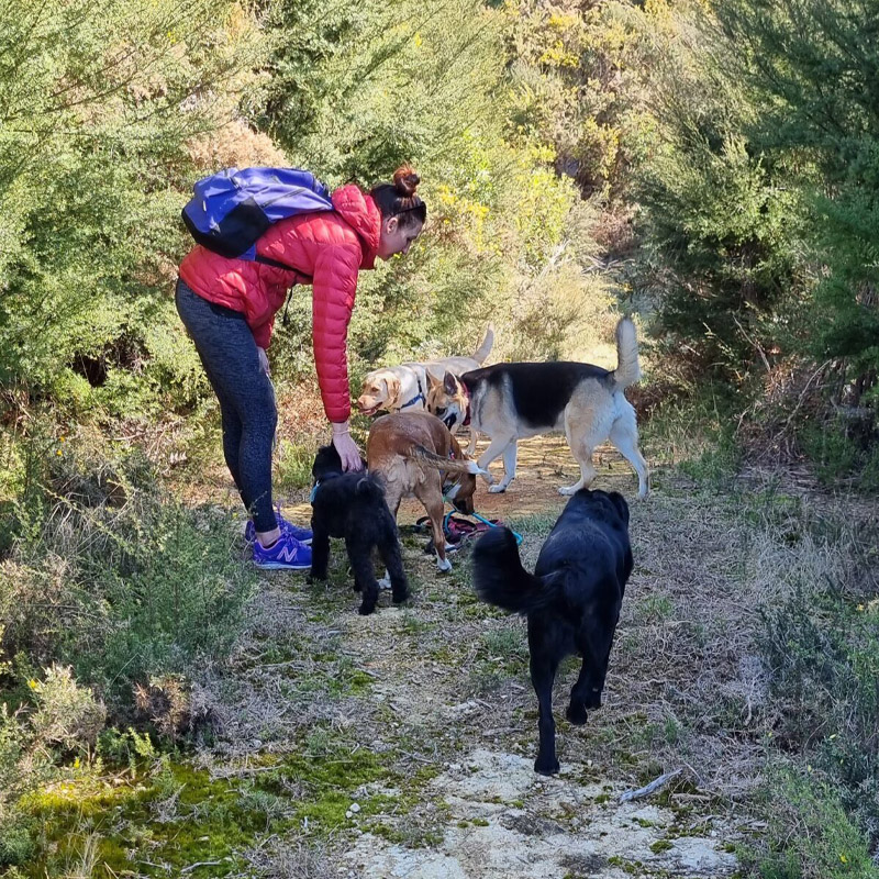 Dog Walker, Lou
