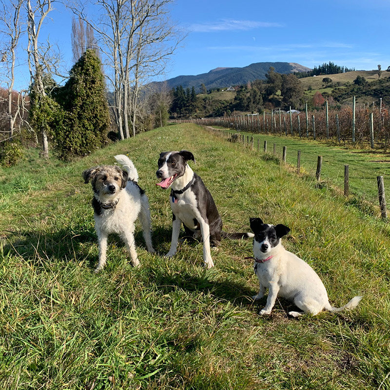Dog Almighty Team