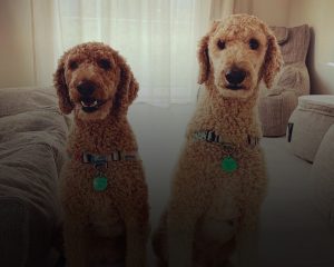 Dog Almighty Club Dog's