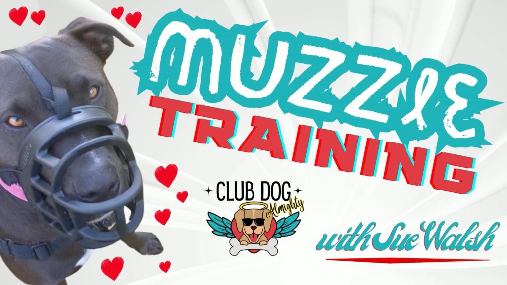Muzzle Training with Sue Cover Photo