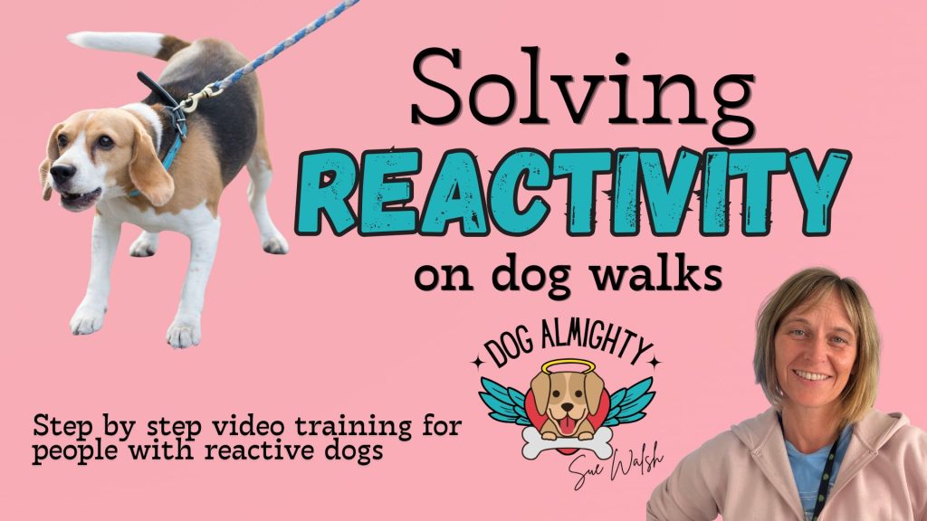 Solving Reactivity on Dog Walks