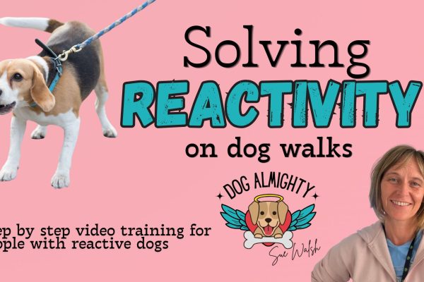 Solving Reactivity on Dog Walks