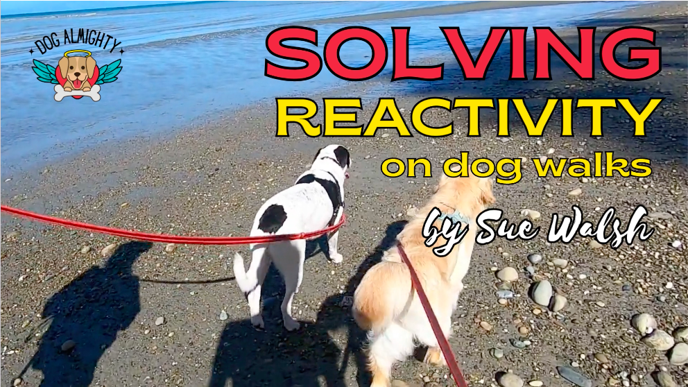 Solving Reactivity on Dog Walks
