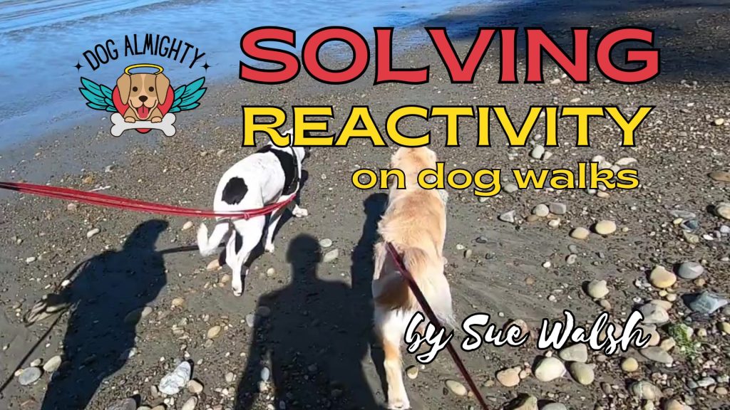 Solving Reactivity on Dog Walks