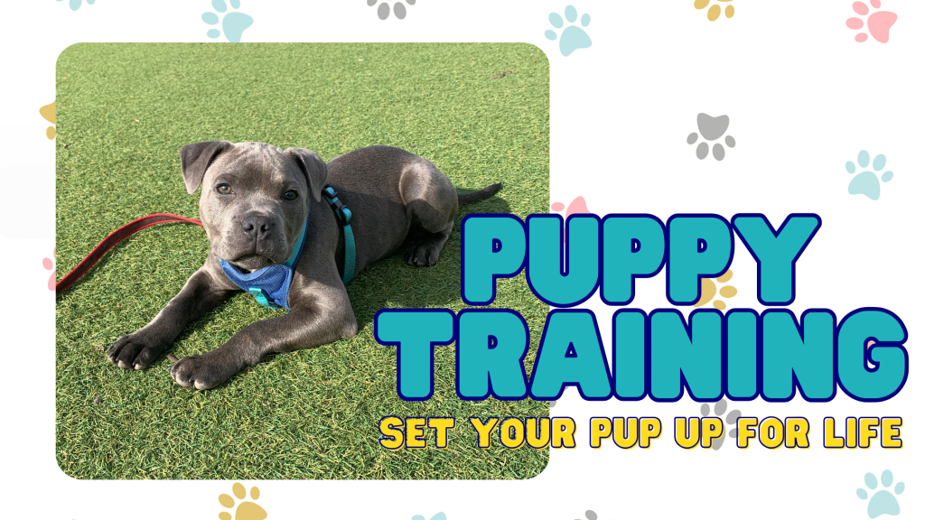 In-home puppy training. Start strong, right from the beginning