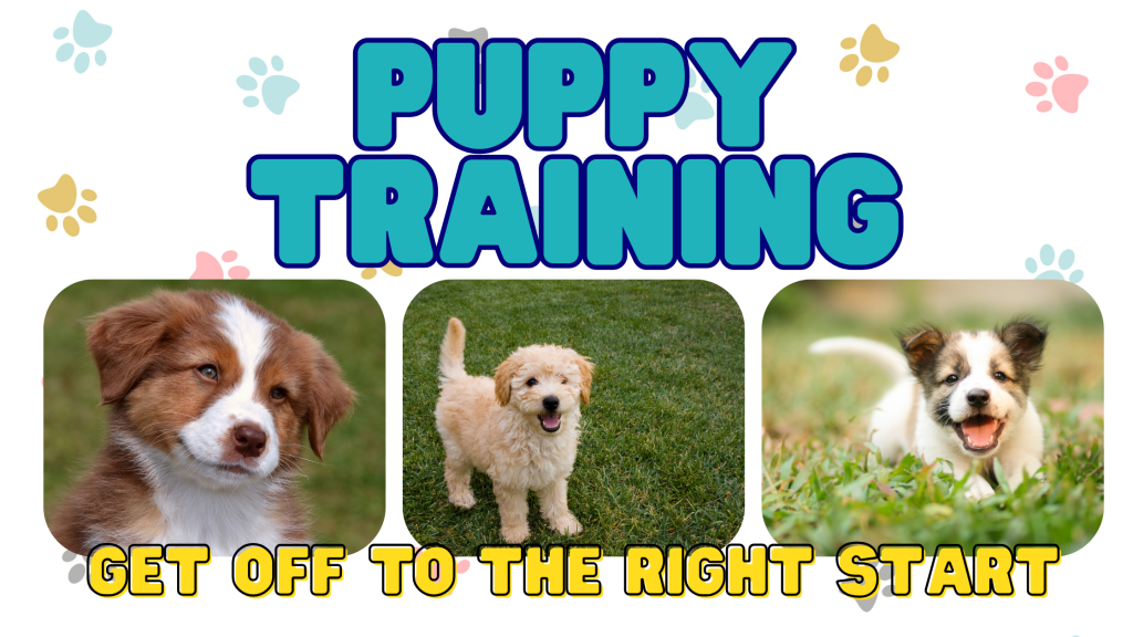 In-home puppy training. Start strong, right from the beginning