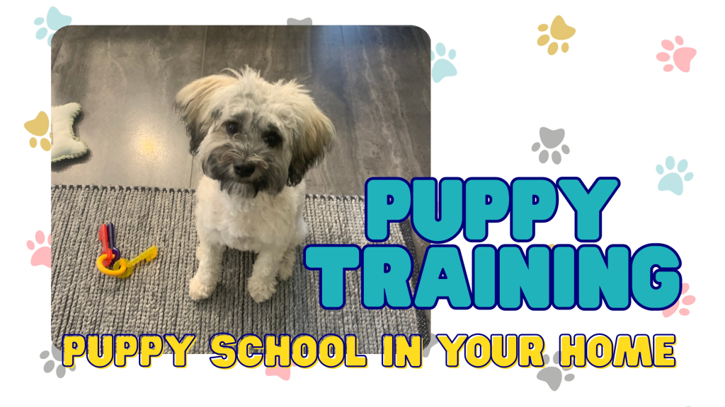 In-home puppy training. Start strong, right from the beginning