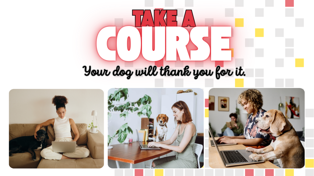 One-on-one dog behaviour coaching