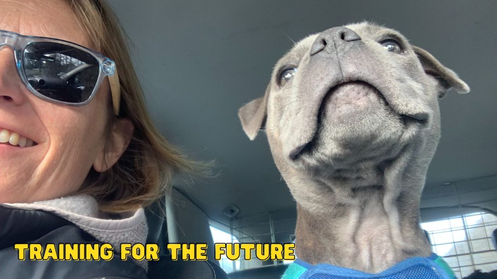 In-home puppy training. Start strong, right from the beginning