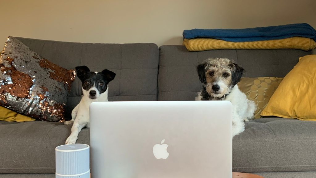 Dog behaviour specialist