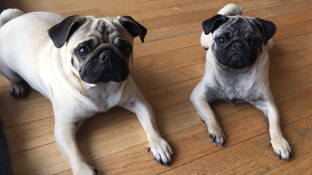 In-home puppy training. Start strong, right from the beginning