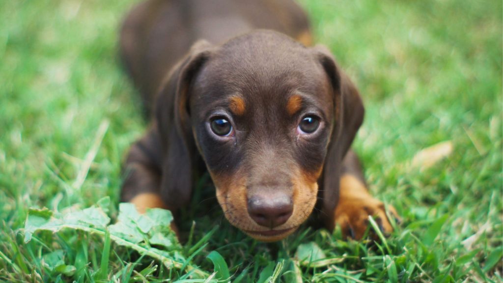In-home puppy training. Start strong, right from the beginning
