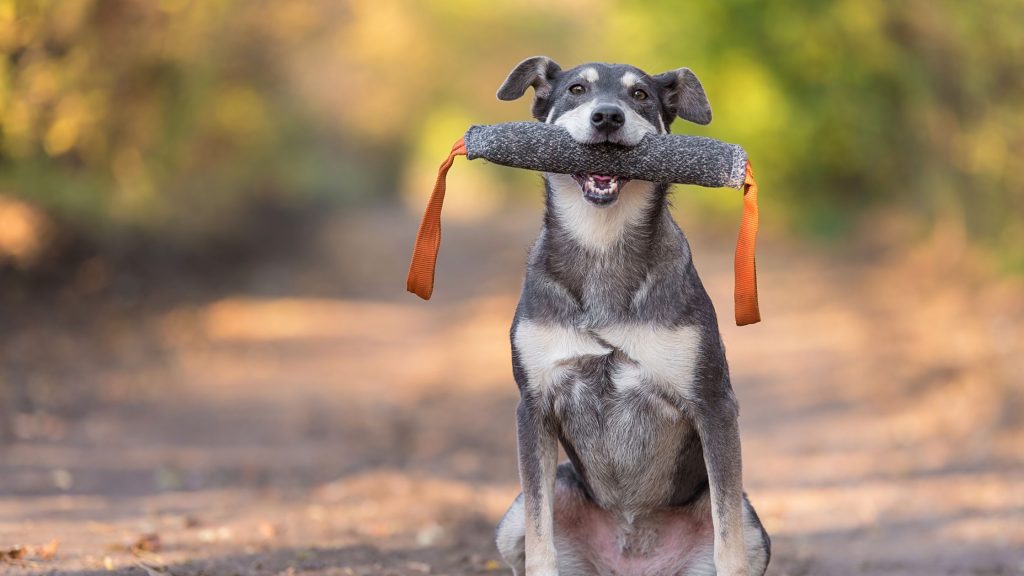 Dog behaviour specialist