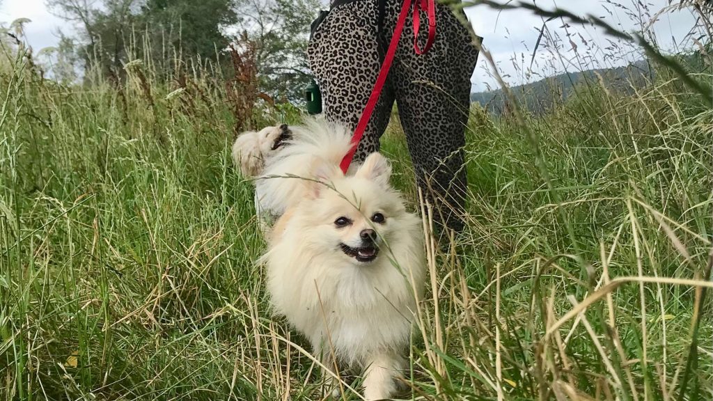One on one training with your dog