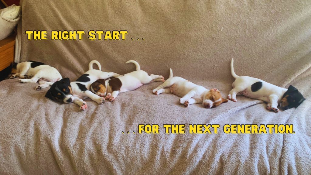 In-home puppy training. Start strong, right from the beginning