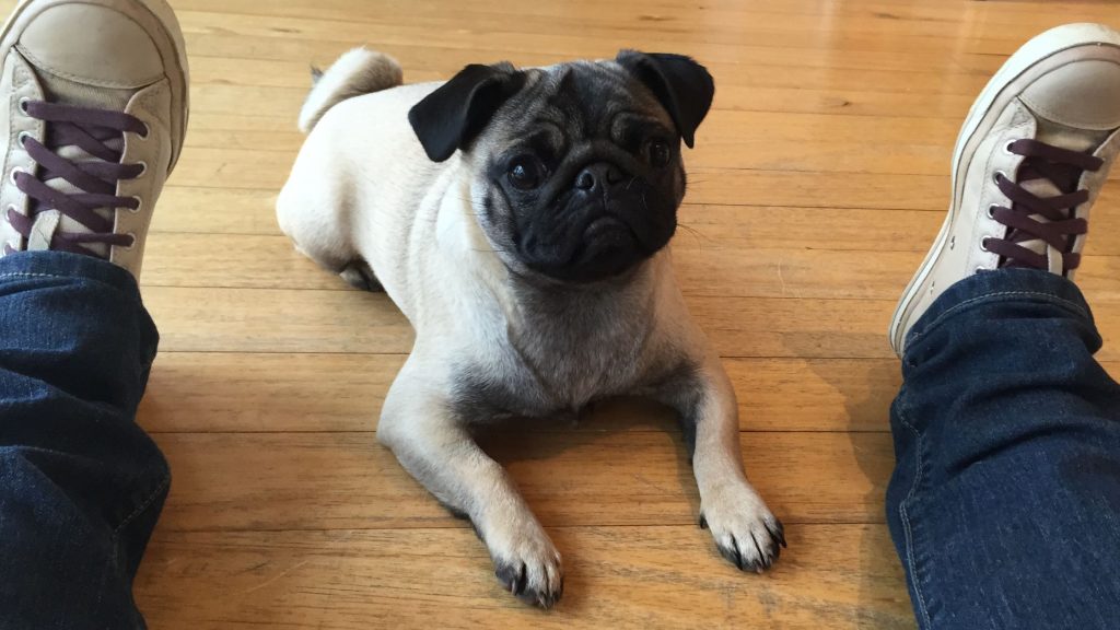 In-home puppy training. Start strong, right from the beginning