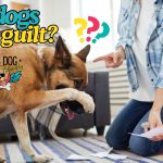 Can dogs feel guilt?