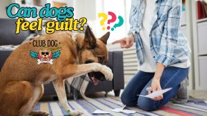 Can dogs feel guilt?
