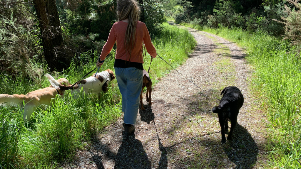 Dog walking service Motueka
