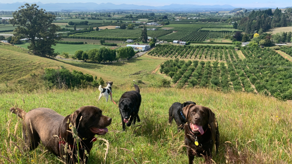 Dog walking service Motueka