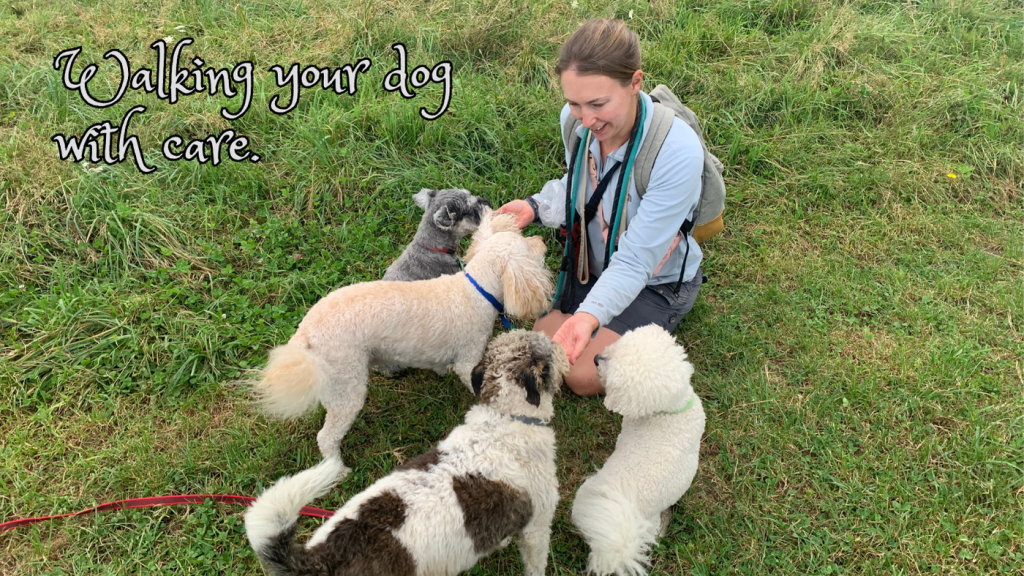 Dog walking service Motueka
