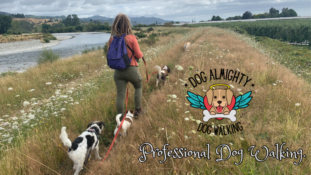 Dog Almighty dog walking