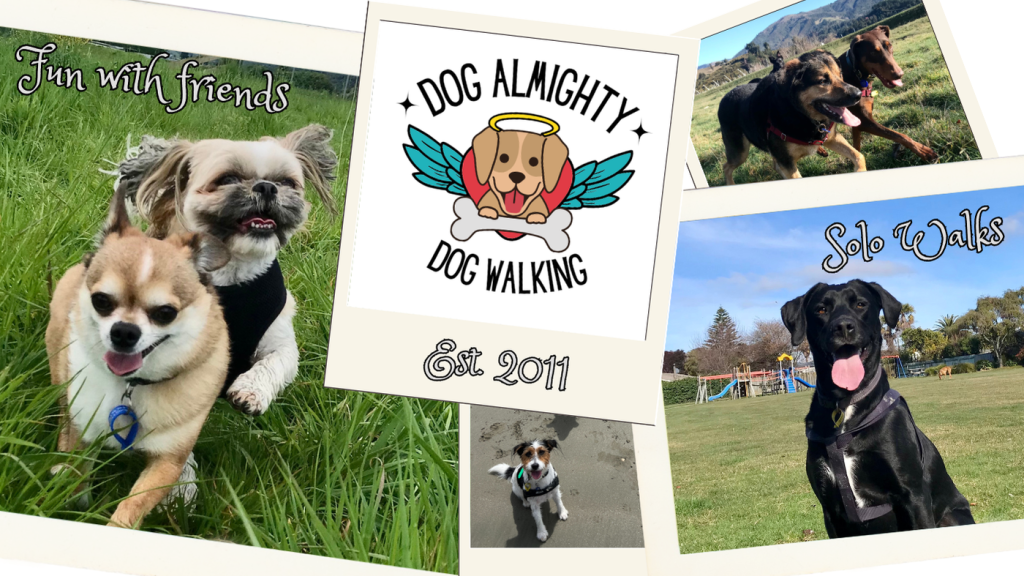 Dog Almighty dog walking