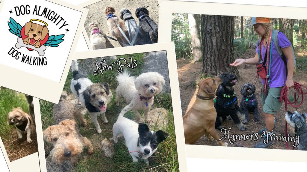 Dog Almighty dog walking